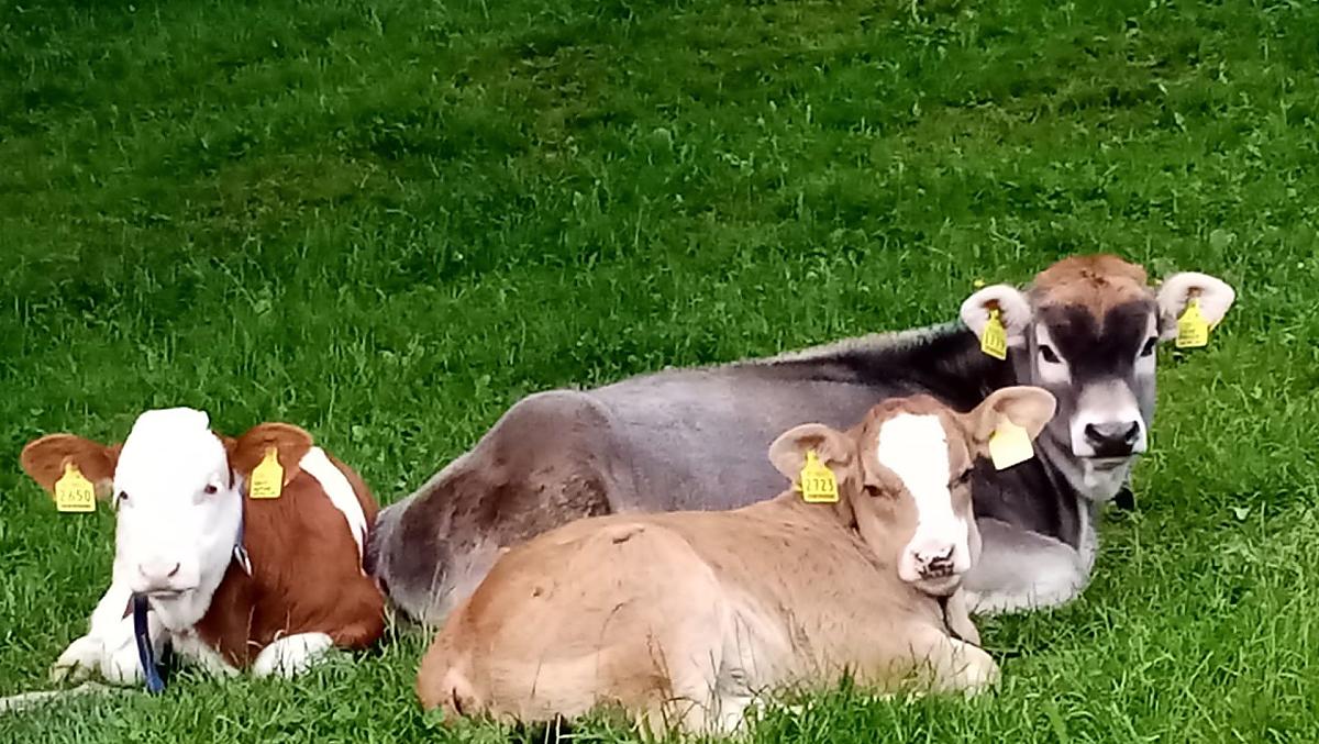 Calves enjoying the first rays of sunshine on the pasture