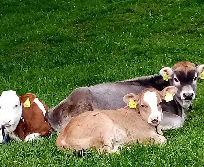 Calves enjoying the first rays of sunshine on the pasture