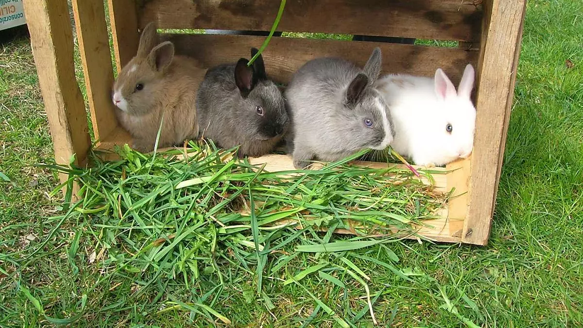 Die Kaninchen freuen sich, wenn sie von den Kindern gefüttert und gestreichelt werden.
