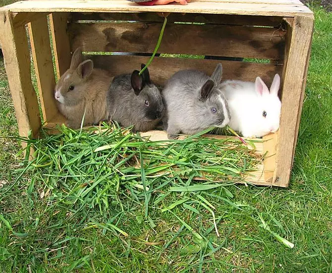 Die Kaninchen freuen sich, wenn sie von den Kindern gefüttert und gestreichelt werden.