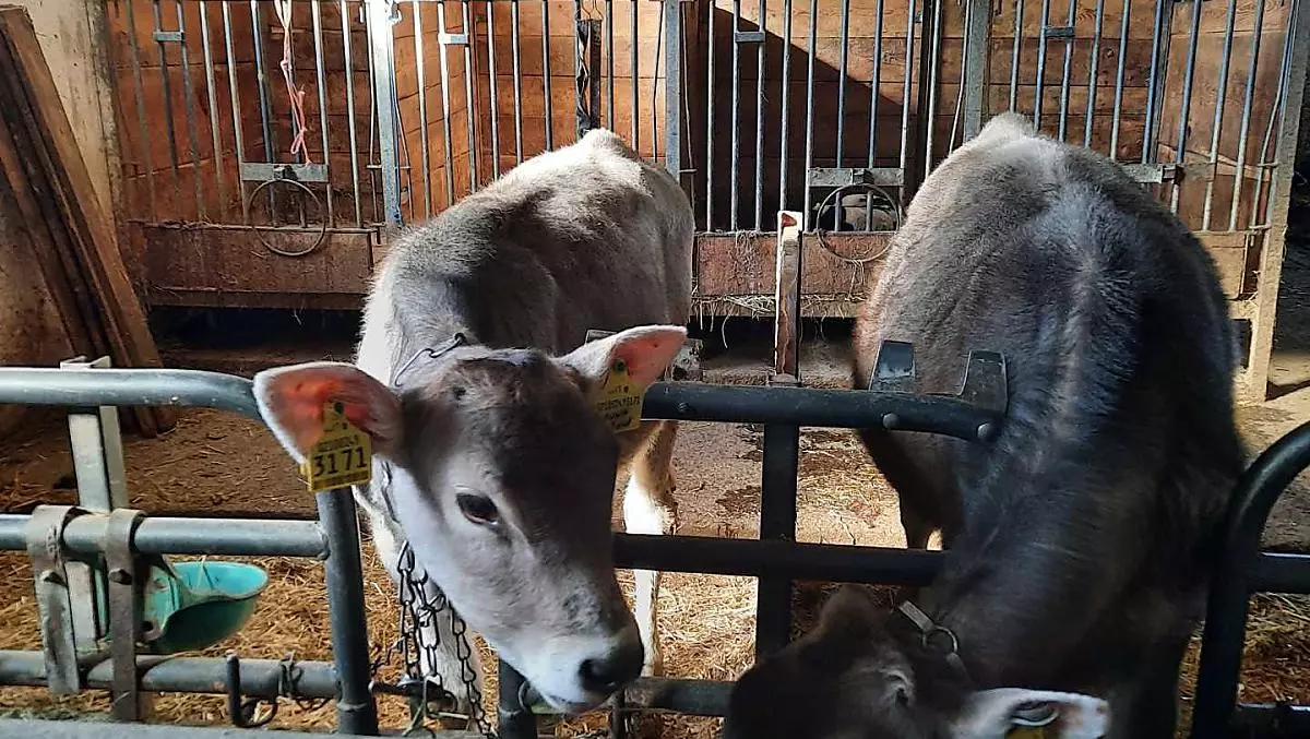 Die braunen Kälbchen freuen sich, wenn sie gestreichelt werden. Den Sommer verbringen sie auf der Alm.