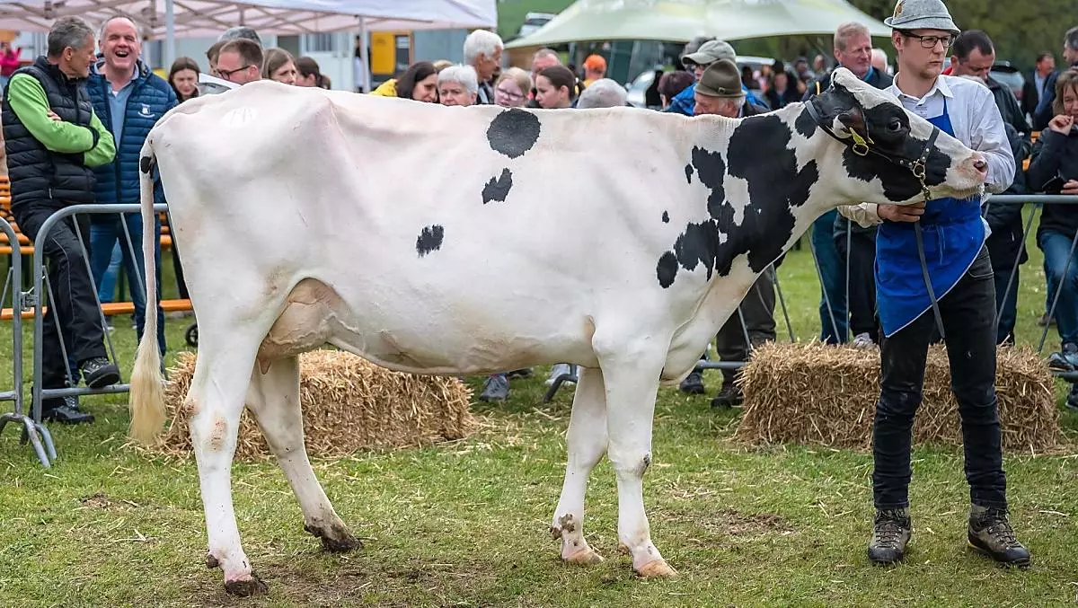 Die Holsteinkuh bei der Tierschau in Hafling 2024