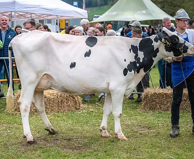 Die Holsteinkuh bei der Tierschau in Hafling 2024