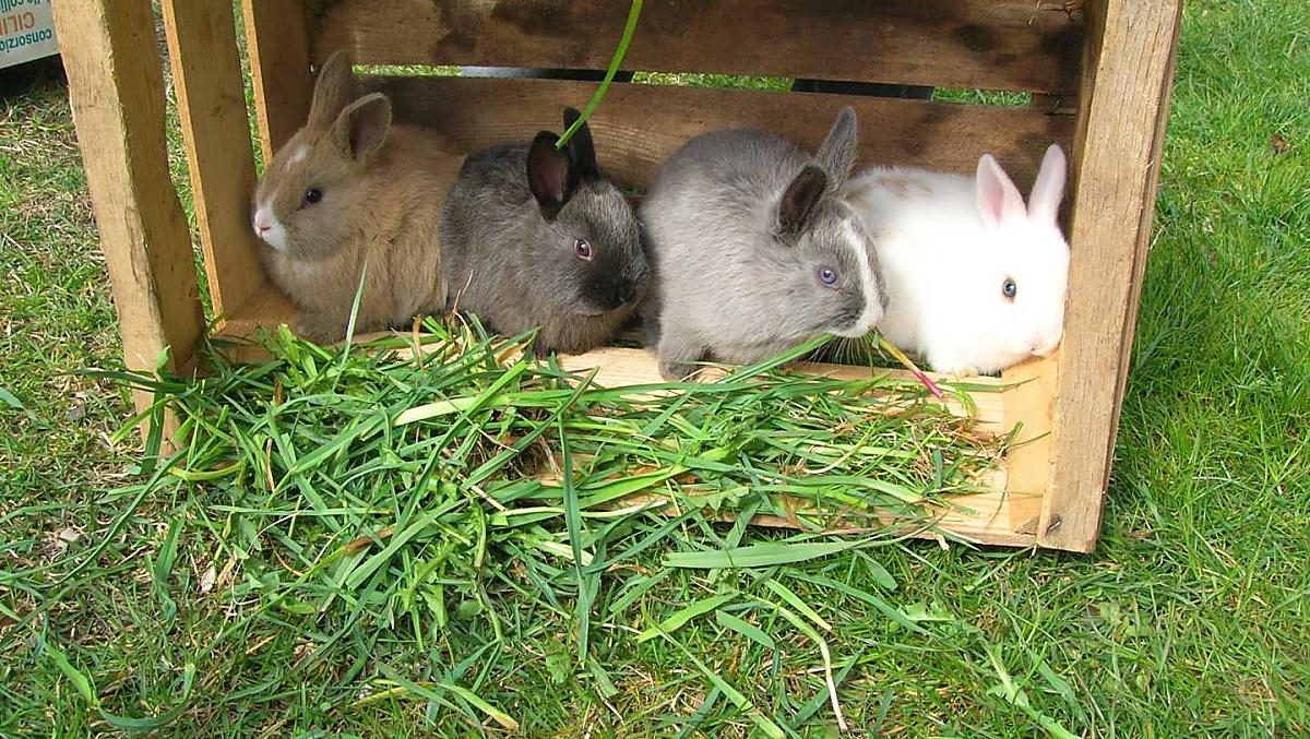 The rabbits are happy when they are fed and stroked by the children.