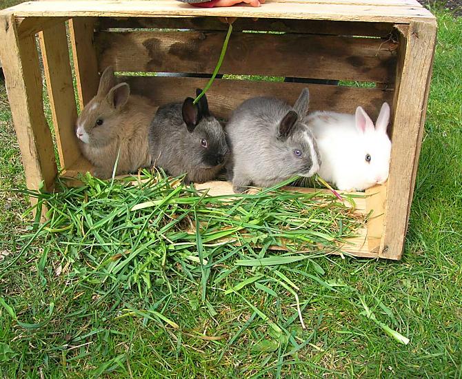 The rabbits are happy when they are fed and stroked by the children.