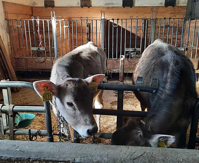 The brown calves are happy when they are stroked. They spend the summer on the mountain pasture.