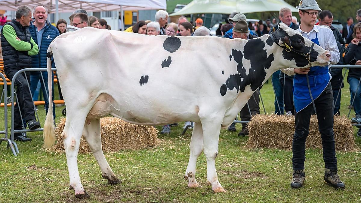 A Holstein cow at the 2024 cattle show in Hafling