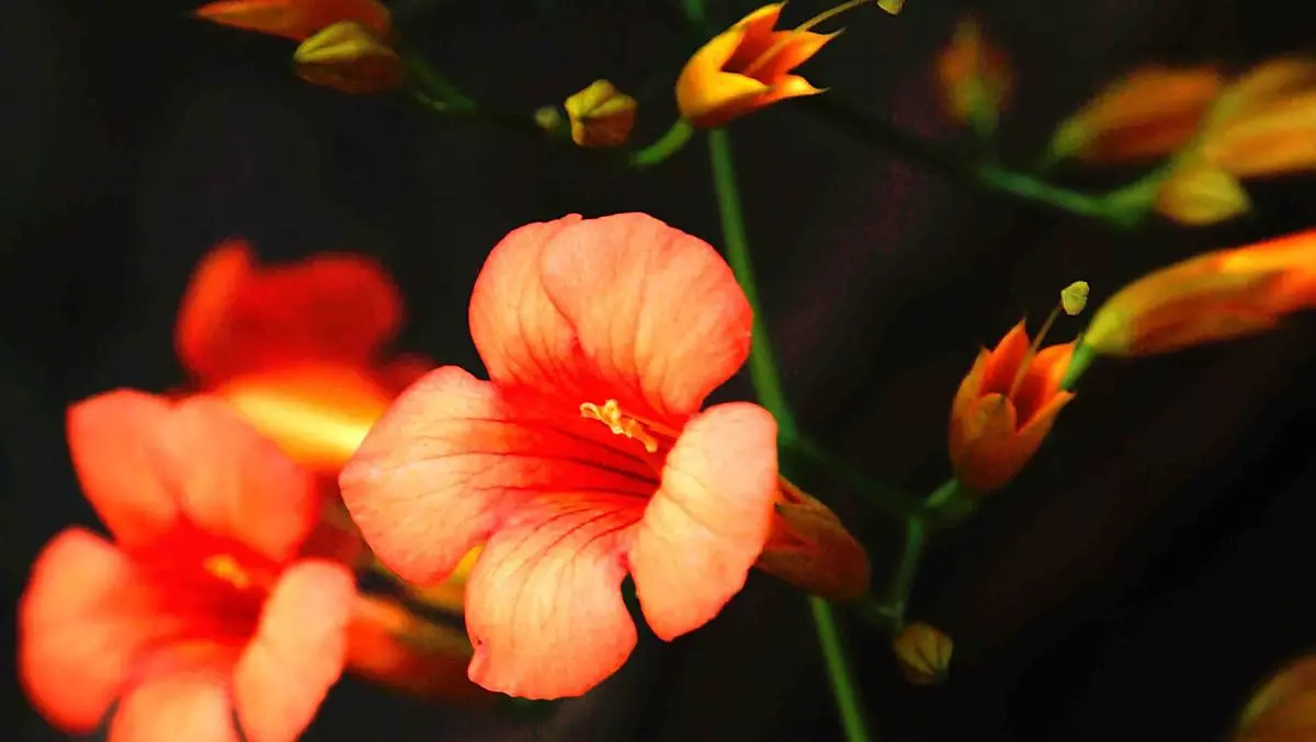 Blüten umgeben unseren Hof