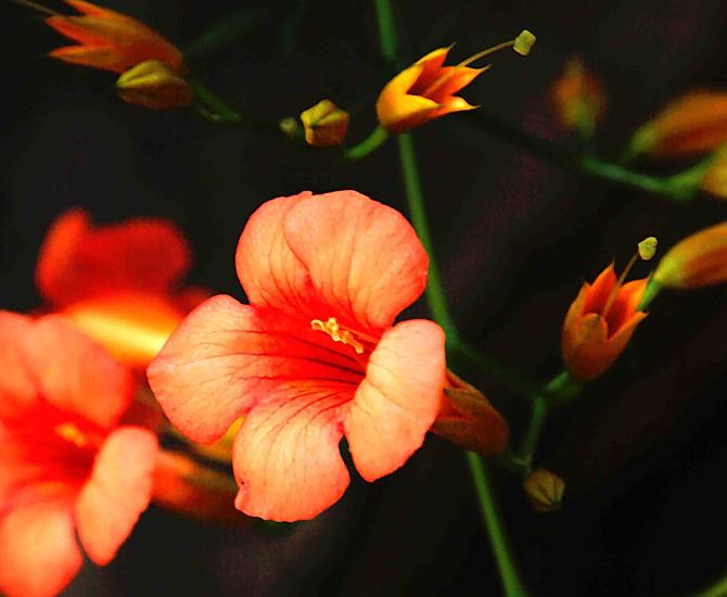 Blüten umgeben unseren Hof
