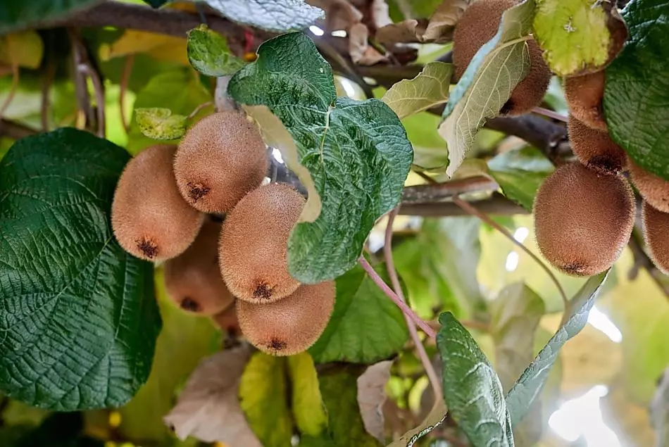 Our farm-grown kiwis provide a roof over the car park