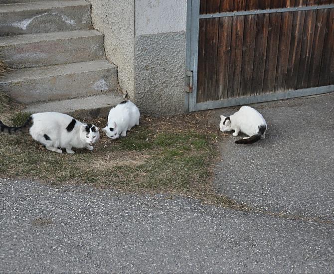Unsere Katzen