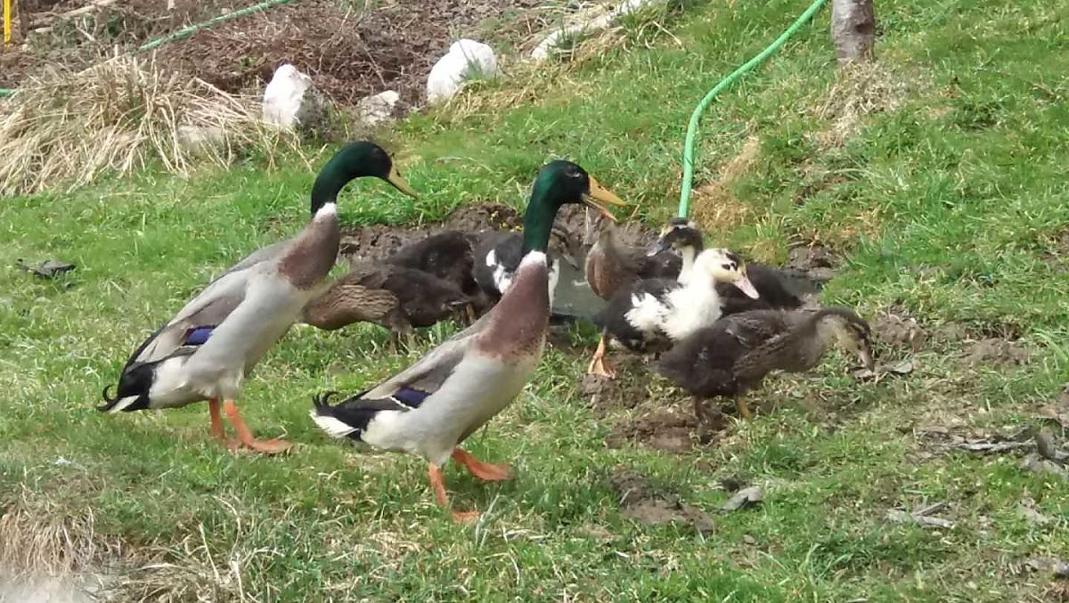 Unsere Enten