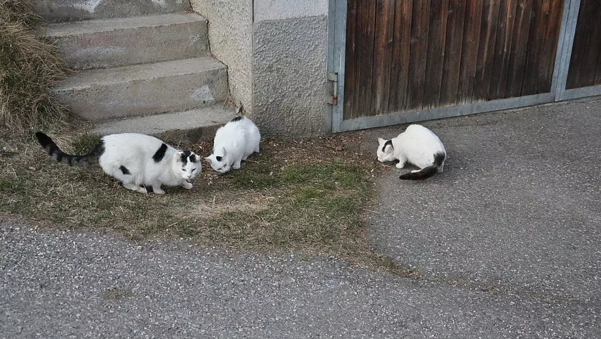 Our cats