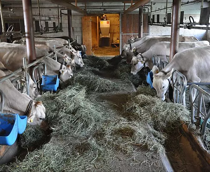 Barn work twice a day