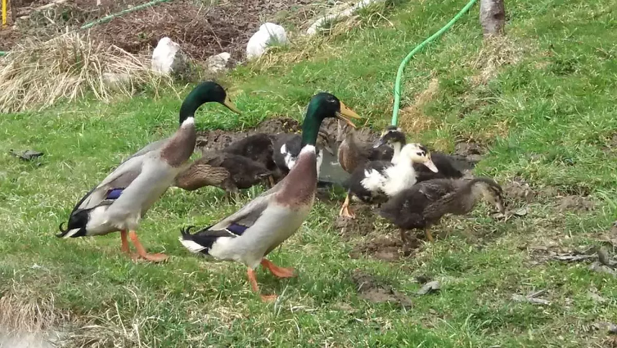 Our ducks