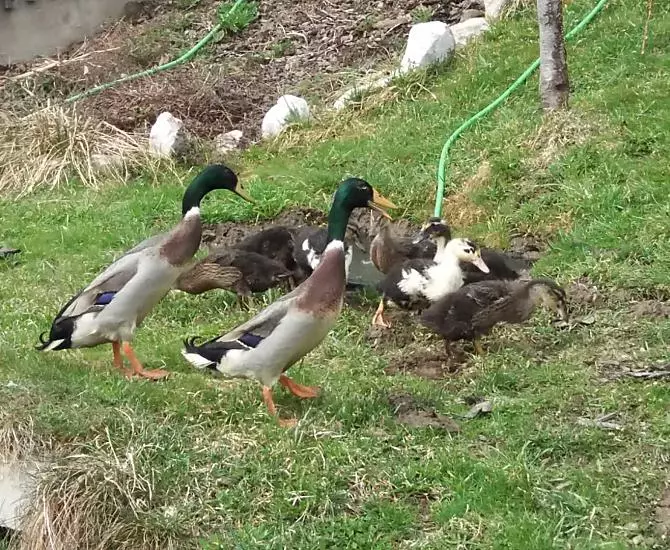 Our ducks