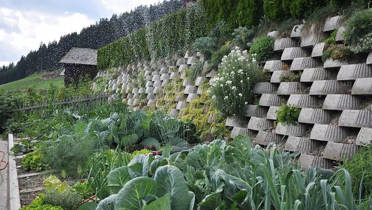 Fresh seasonal vegetables every day