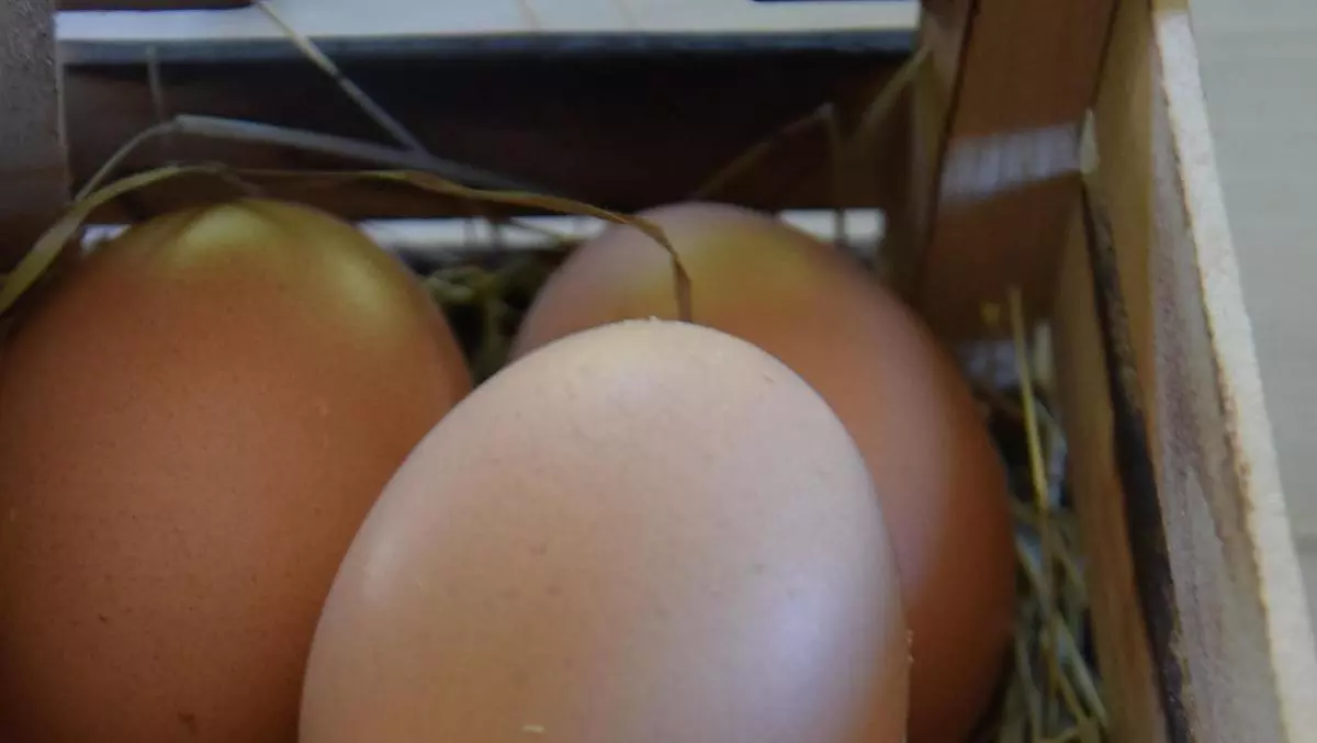 Eier von unseren glücklichen Hühnern