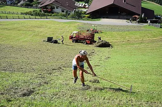 Hay harvest in summer