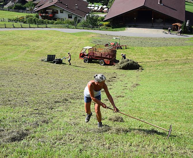 Hay harvest in summer