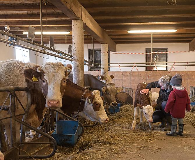 Experience working in the barn - an unforgettable experience for young and old.