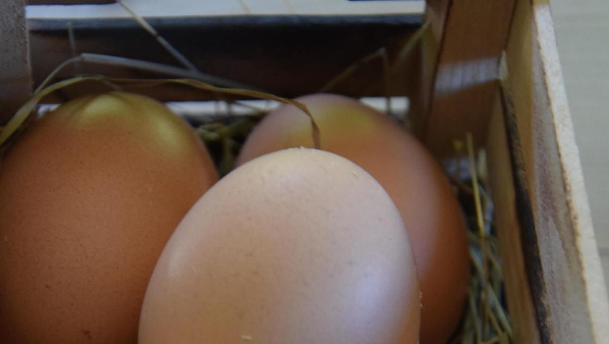 Eggs from our happy hens