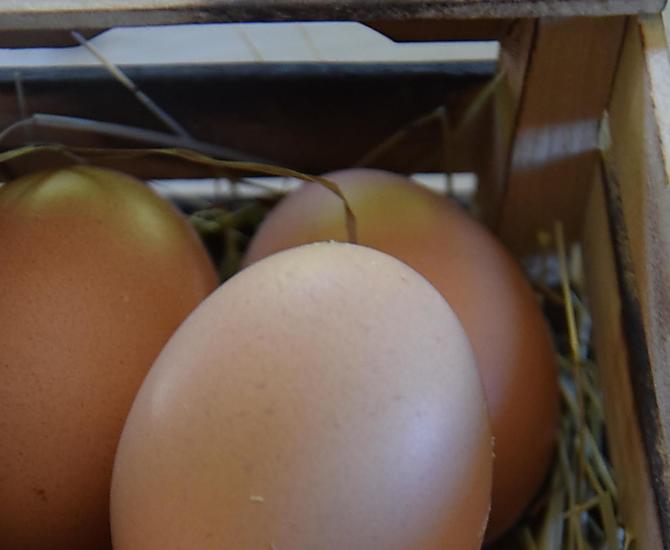 Eggs from our happy hens
