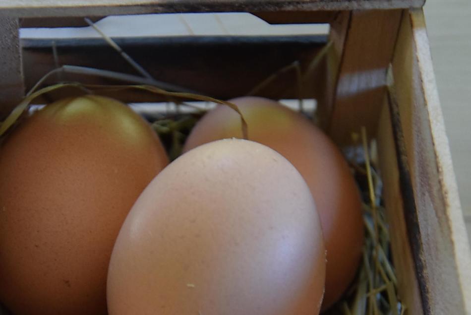 Eggs from our happy hens