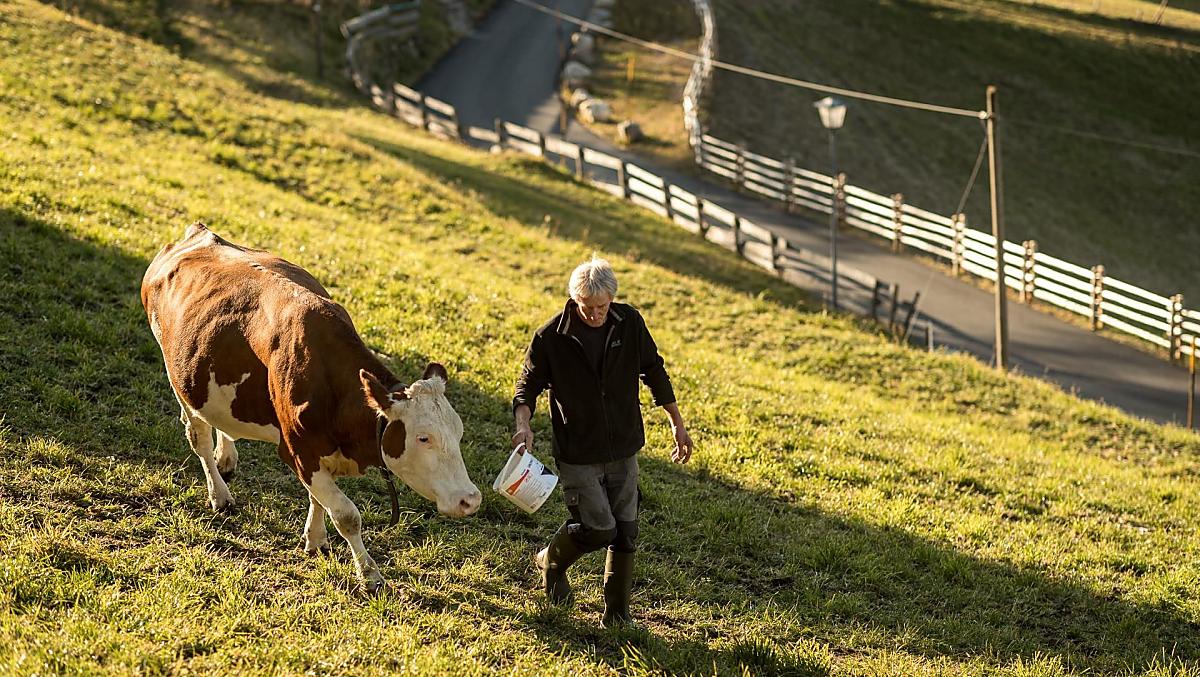 The cows enjoy the autumn on the pastures around the farm. 