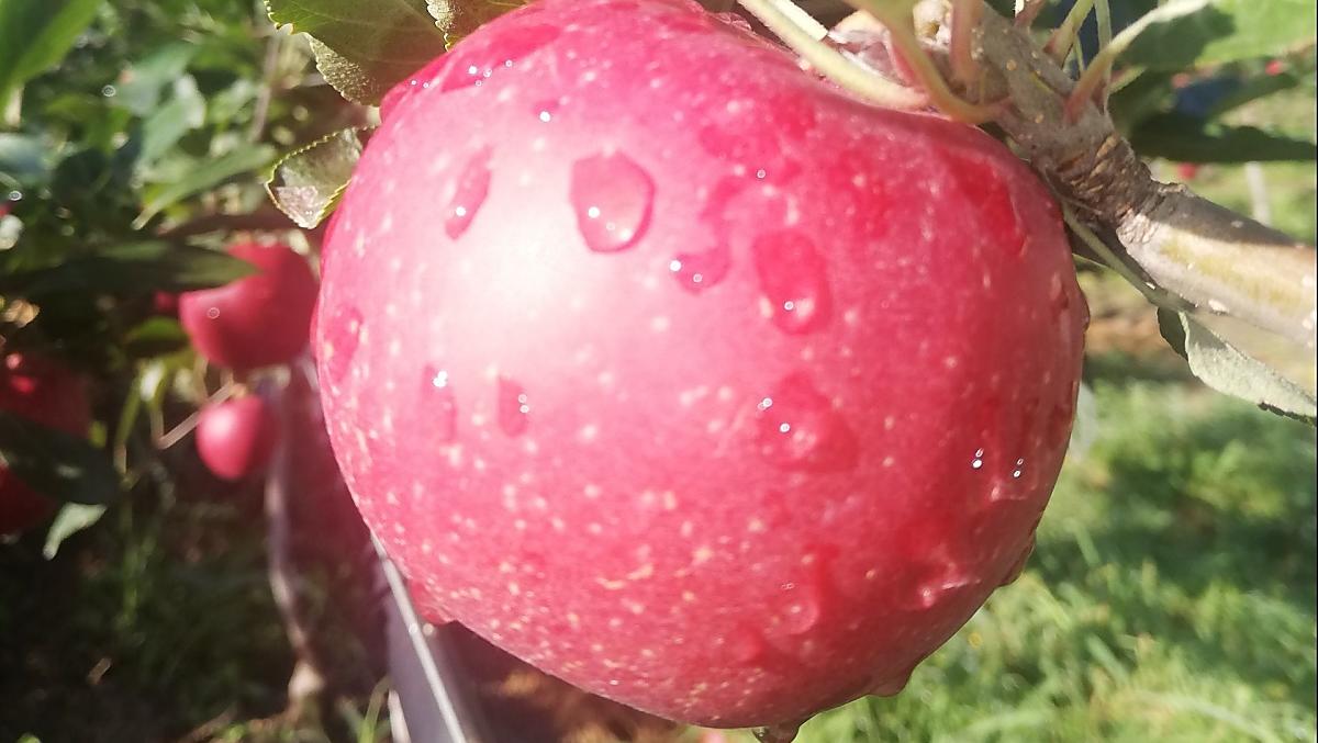 Je nach Jahreszeit Obst aus eigenem Anbau