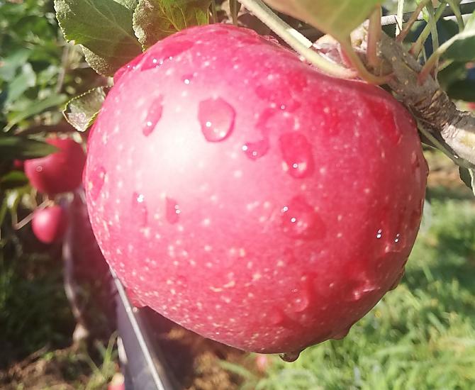 Je nach Jahreszeit Obst aus eigenem Anbau