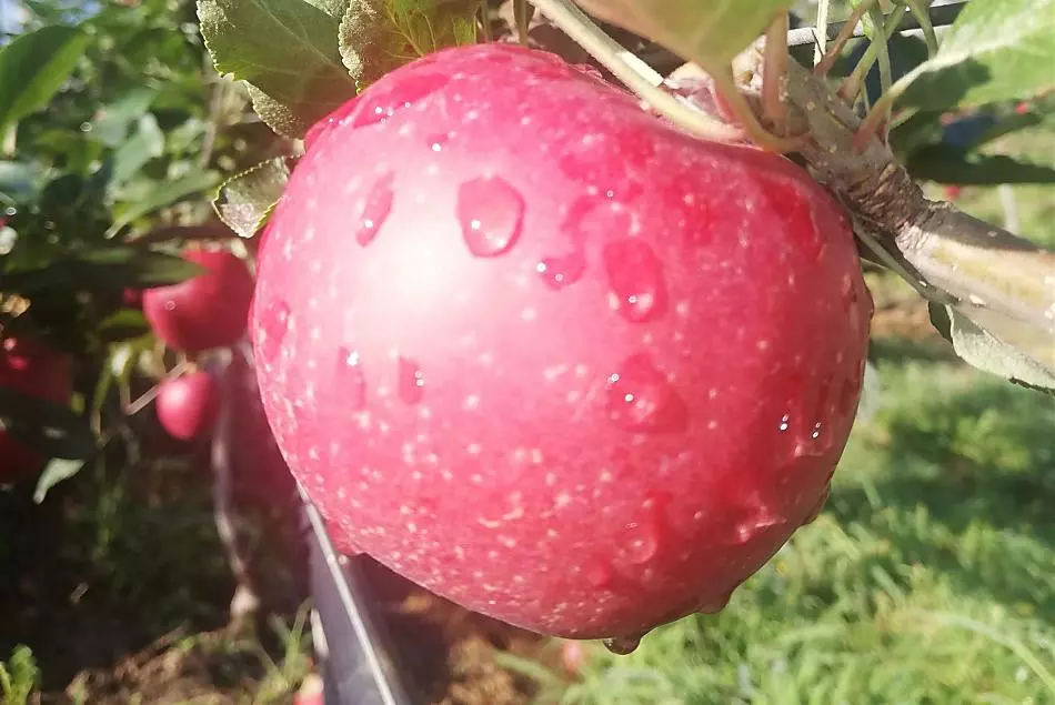 Je nach Jahreszeit Obst aus eigenem Anbau