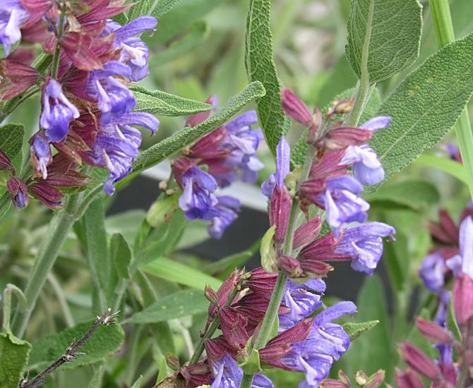 Frische Kräuter aus unserem Kräutergarten