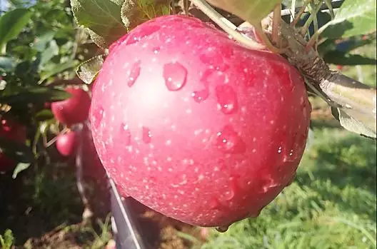 Ffruit from our own cultivation according to the season