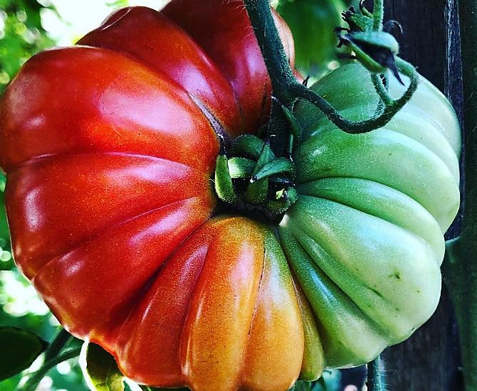 Depending on the season, vegetables from our own garden