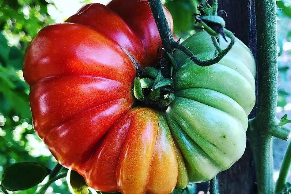 Depending on the season, vegetables from our own garden