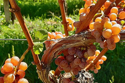 Unsere Gewürztraminer
