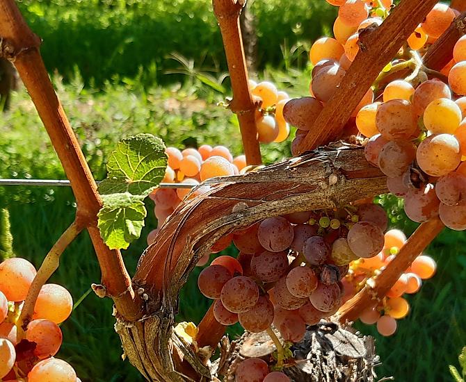 Unsere Gewürztraminer