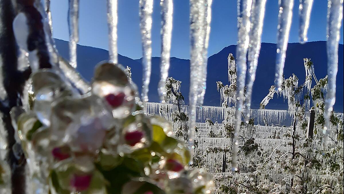 Apfelblüte bei Frost im Frühling