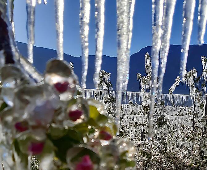 Apfelblüte bei Frost im Frühling