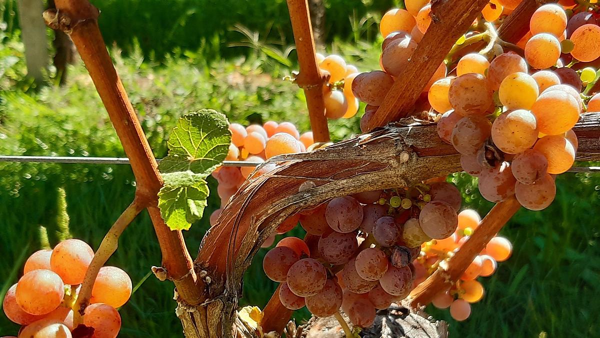 Our Gewürztraminer