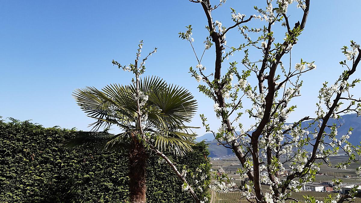 Our damson tree in bloom