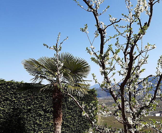 Our damson tree in bloom