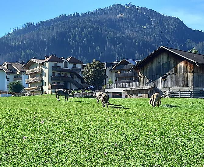 Das Ferienhaus neben dem Stall und die Tiere auf der Weide.