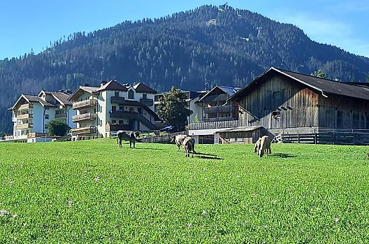 The holiday house next to the barn and the animals on the meadows.