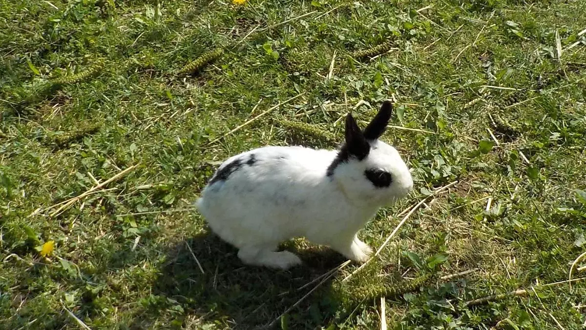 Kaninchen White