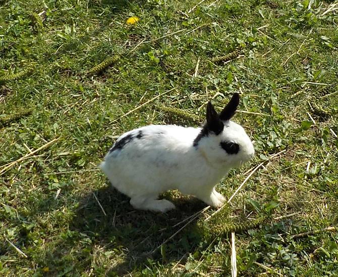 Kaninchen White