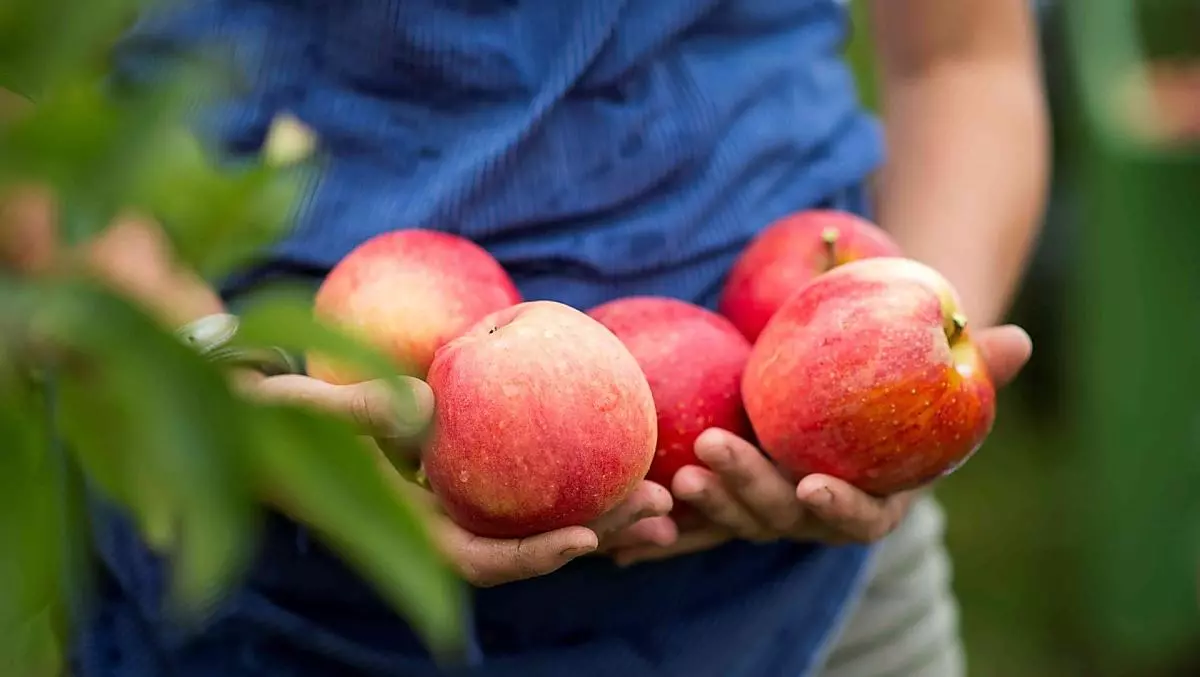 Frische Äpfel
