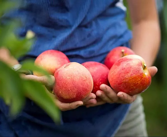 Frische Äpfel