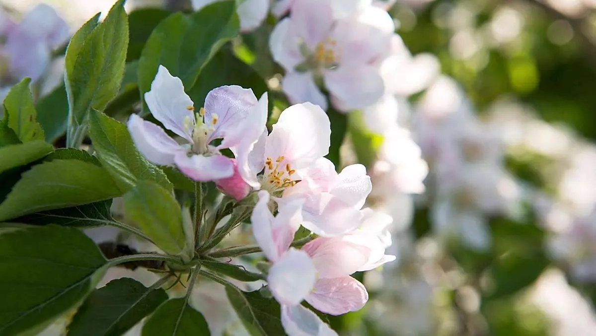 Apfelblüte im Frühling
